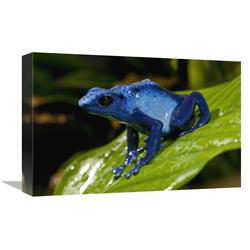 JensenDistributionServices 12 x 18 in. Blue Poison Dart Frog Very Tiny Poisonous Frog, Native to South America Art Print - San Diego Zoo