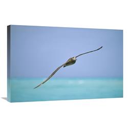 JensenDistributionServices 20 x 30 in. Black-Footed Albatross Flying, Midway Atoll, Hawaii Art Print - Tui De Roy