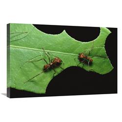 Global Gallery GCS-452348-2030-142 20 x 30 in. Leafcutter Ant Pair Cutting Pieces From Leaf, Honduras Art Print - Konrad Wothe