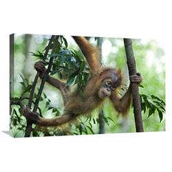 Global Gallery GCS-395854-2030-142 20 x 30 in. Sumatran Orangutan Six Month Old Baby Playing in Tree, North Sumatra, Indonesia Art Print - Suzi