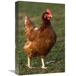 Global Gallery GCS-397491-1218-142 12 x 18 in. Domestic Chicken, Close-Up of Free-Range Hen, England Art Print - Wayne Hutchinson