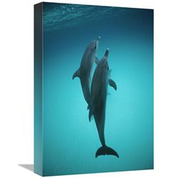Global Gallery GCS-450671-1218-142 12 x 18 in. Atlantic Spotted Dolphin Underwater Pair, Bahamas Art Print - Flip Nicklin
