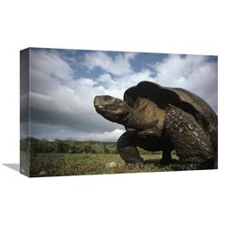 Global Gallery GCS-451167-1218-142 12 x 18 in. Galapagos Giant Tortoise Male, Alcedo Volcano, Galapagos Islands, Ecuador Art Print - Tui De Roy