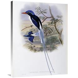 JensenDistributionServices 36 in. Port-Moresby Racket-Tailed Kingfisher Art Print - John Gould