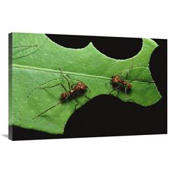 Global Gallery GCS-452348-2436-142 24 x 36 in. Leafcutter Ant Pair Cutting Pieces From Leaf, Honduras Art Print - Konrad Wothe