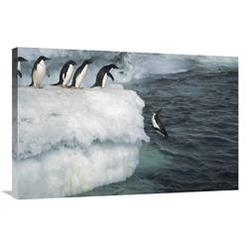 Global Gallery GCS-451719-2436-142 24 x 36 in. Adelie Penguin Leaping Off Ice Edge in Fog, Possession Island, Ross Sea, Antarctica Art Print -