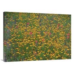 JensenDistributionServices 30 x 40 in. Paintbrush & Coreopsis Meadow&#44; Hill Country&#44; Texas Art Print - Tim Fitzharris