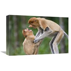 JensenDistributionServices 12 x 18 in. Proboscis Monkey Juveniles Playing, Sabah, Malaysia Art Print - Suzi Eszterhas