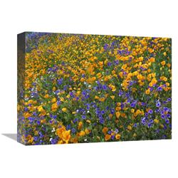 JensenDistributionServices 12 x 16 in. California Poppy & Desert Bluebell Flowers&#44; Antelope Valley&#44; California Art Print - Tim Fitzharris