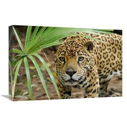 JensenDistributionServices 16 x 24 in. Jaguar Peering Through Brush, Belize Art Print - Thomas Marent
