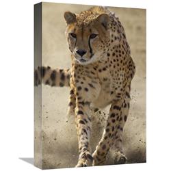 JensenDistributionServices 12 x 18 in. Cheetah Running, Threatened, Native to Africa Art Print - San Diego Zoo