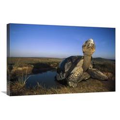 JensenDistributionServices 20 x 30 in. Galapagos Giant Tortoise in Wallow on Caldera Rim, Alcedo Volcano, Galapagos Art Print - Tui De Roy