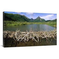 JensenDistributionServices 24 x 36 in. American Beaver Dam, Silver Horn Creek, Wood-Tikchik State Park, Alaska Art Print - Gerry Ellis