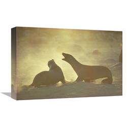 JensenDistributionServices 12 x 18 in. Galapagos Sea Lion Pups Romping on Beach, Galapagos Islands, Ecuador Art Print - Tui De Roy