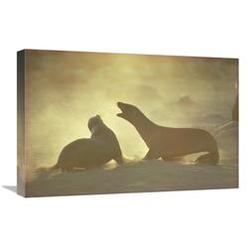 JensenDistributionServices 16 x 24 in. Galapagos Sea Lion Pups Romping on Beach, Galapagos Islands, Ecuador Art Print - Tui De Roy