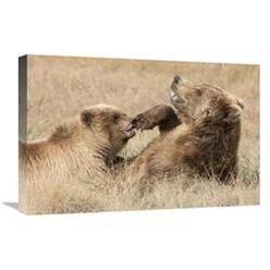 Global Gallery GCS-395447-1624-142 16 x 24 in. Grizzly Bear Mother & Cub Playing&#44; Katmai National Park&#44; Alaska Art Print - Matthias Bre