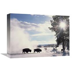 Global Gallery GCS-396556-1216-142 12 x 16 in. American Bison in Winter, Yellowstone National Park, Wyoming Art Print - Tim Fitzharris