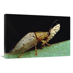 JensenDistributionServices 20 x 30 in. Tortoise Beetle Eye to Eye with Eggs Shes Guarding, Panama Art Print - Mark Moffett