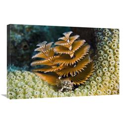 JensenDistributionServices 20 x 30 in. Christmas Tree Worm Filter Feeding While Attached to Great Star Coral, Bonaire, Netherlands Antilles, Caribbean Art