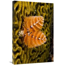JensenDistributionServices 20 x 30 in. Christmas Tree Worm Filter Feeding While Attached to Brain Coral, Bonaire, Netherlands Antilles, Caribbean Art Print