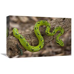 JensenDistributionServices 12 x 18 in. Yellow-Blotched Palm Pitviper&#44; Native to Southern Mexico & Northern Guatemala Art Print - Pete Oxford