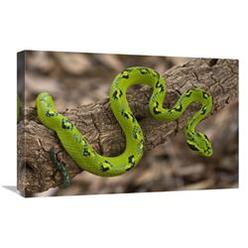 JensenDistributionServices 16 x 24 in. Yellow-Blotched Palm Pitviper&#44; Native to Southern Mexico & Northern Guatemala Art Print - Pete Oxford