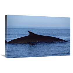 JensenDistributionServices 16 x 24 in. Fin Whale Silhouetted Dorsal Fin, Baja California, Mexico Art Print - Flip Nicklin