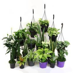 House Plant BUNDLE-LOW.LIGHT-4IN Low Light Plant Bundle (4 plants included)