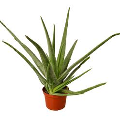 House Plant 6-SUCC-ALOE-VERA Aloe Vera Plant in 6 in. Pot