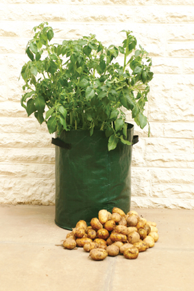 Bosmere K705 Potato Planter Bag 14 in. diameter x 18 in. high - Ideal for patios and balconies.