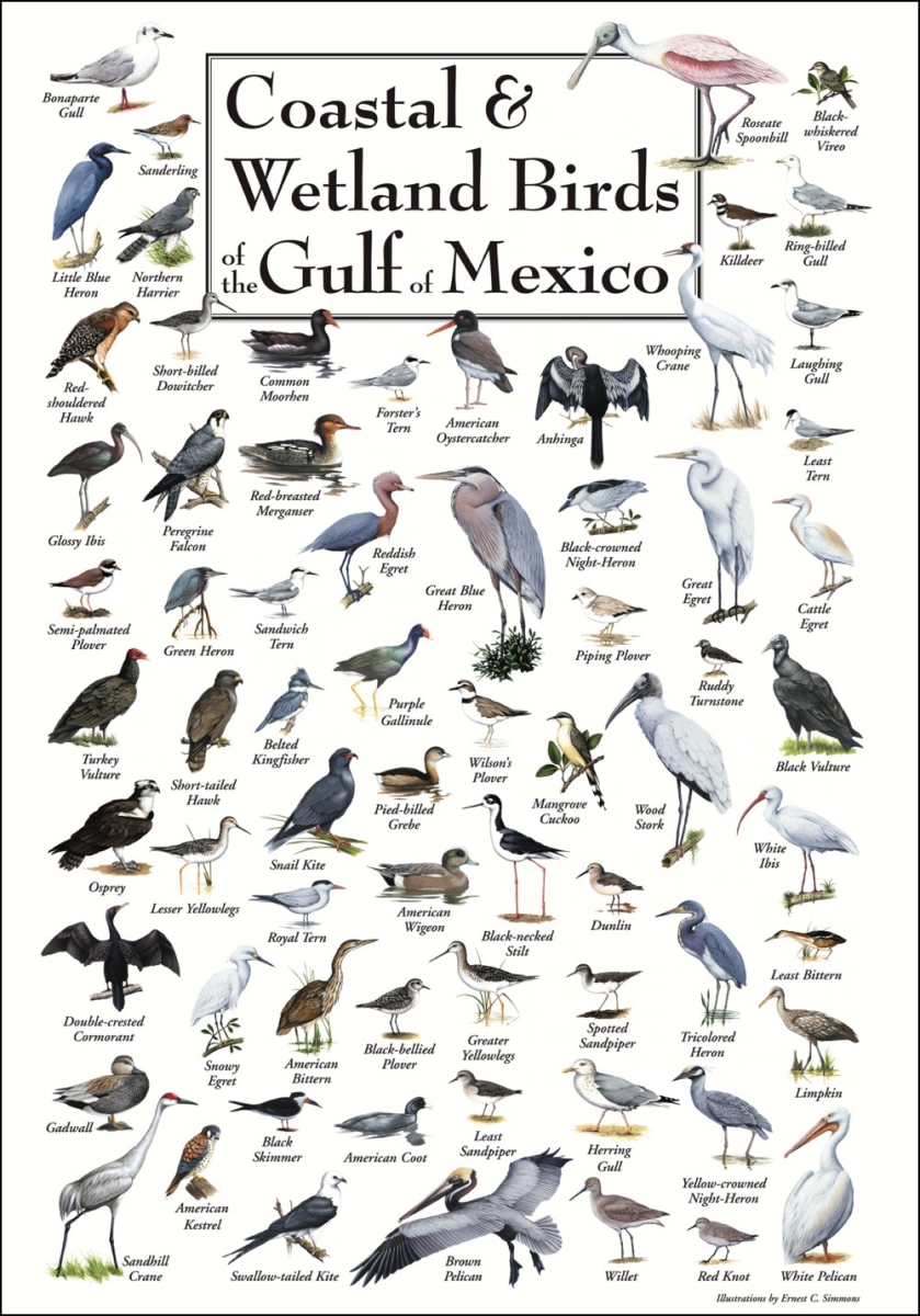 Steven M. Lewers Earth Sky Water LEWERSCGPT183 Coastal &amp; Wetland Birds of Gulf of Mexico Poster