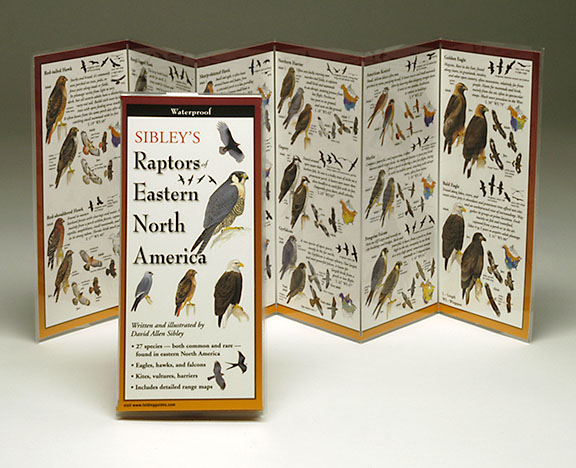Steven Lewers & Associates Sibley's Raptors Eastern North America Book
