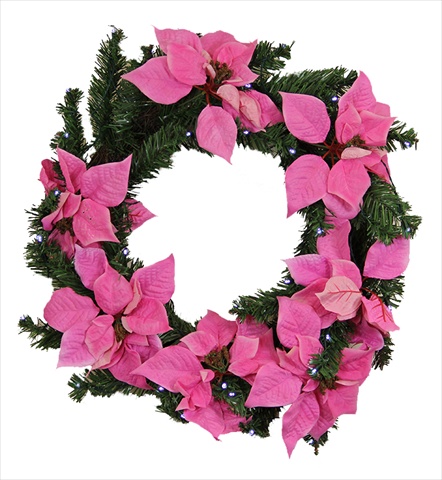 Northlight 22 in. Pre-Lit Battery Operated Pink Artificial Poinsettia Christmas Wreath - Clear LED Lights
