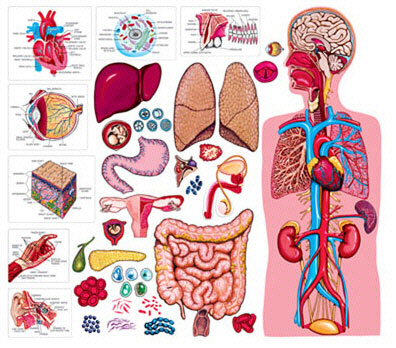 LITTLE FOLKS VISUALS Lfv22312 The Human Body & Anatomy Flannelboa-Rd Set