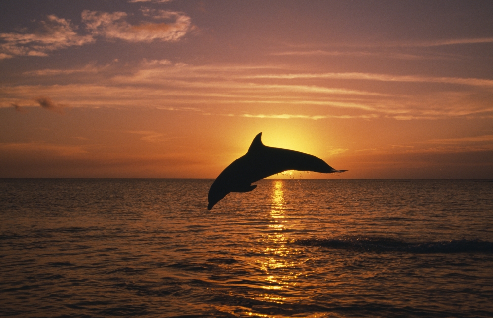 BrainBoosters Silhouette of Leaping Bottlenose Dolphin Sunset Caribbean Sea Poster Print by Natural Selection Craig Tuttle