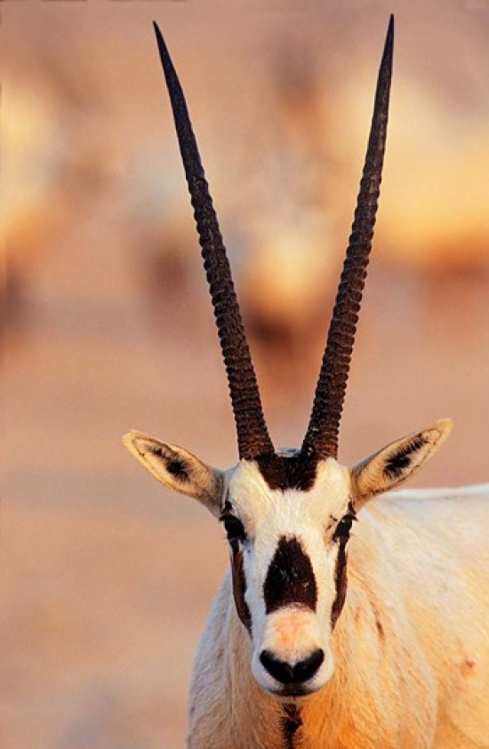 BrainBoosters Arabian Oryx Wildlife on Sir Bani Yas Island Uae Poster Print by Martin Zwick - 18 x 28 in.