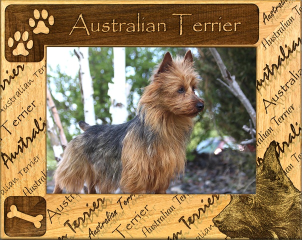 GiftWorksPlus  Giftworks Plus DBA0013 Australian Terrier- Alder Wood Frame- 5 x 7 In