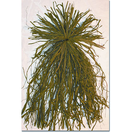 DOA Decoys 400159 Ghillie Grass Natural (All natural raffia grass bundle)