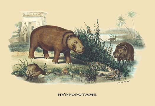 Buyenlarge Hyppopotame (Hippopotamus) by E. F. Noel - 20x30 Paper Art Print