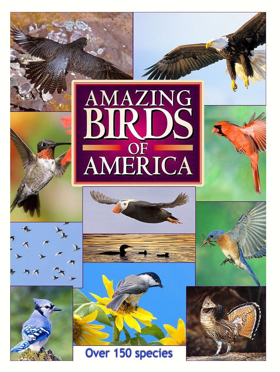 Maslowski Productions Amazing Birds Of America DVD