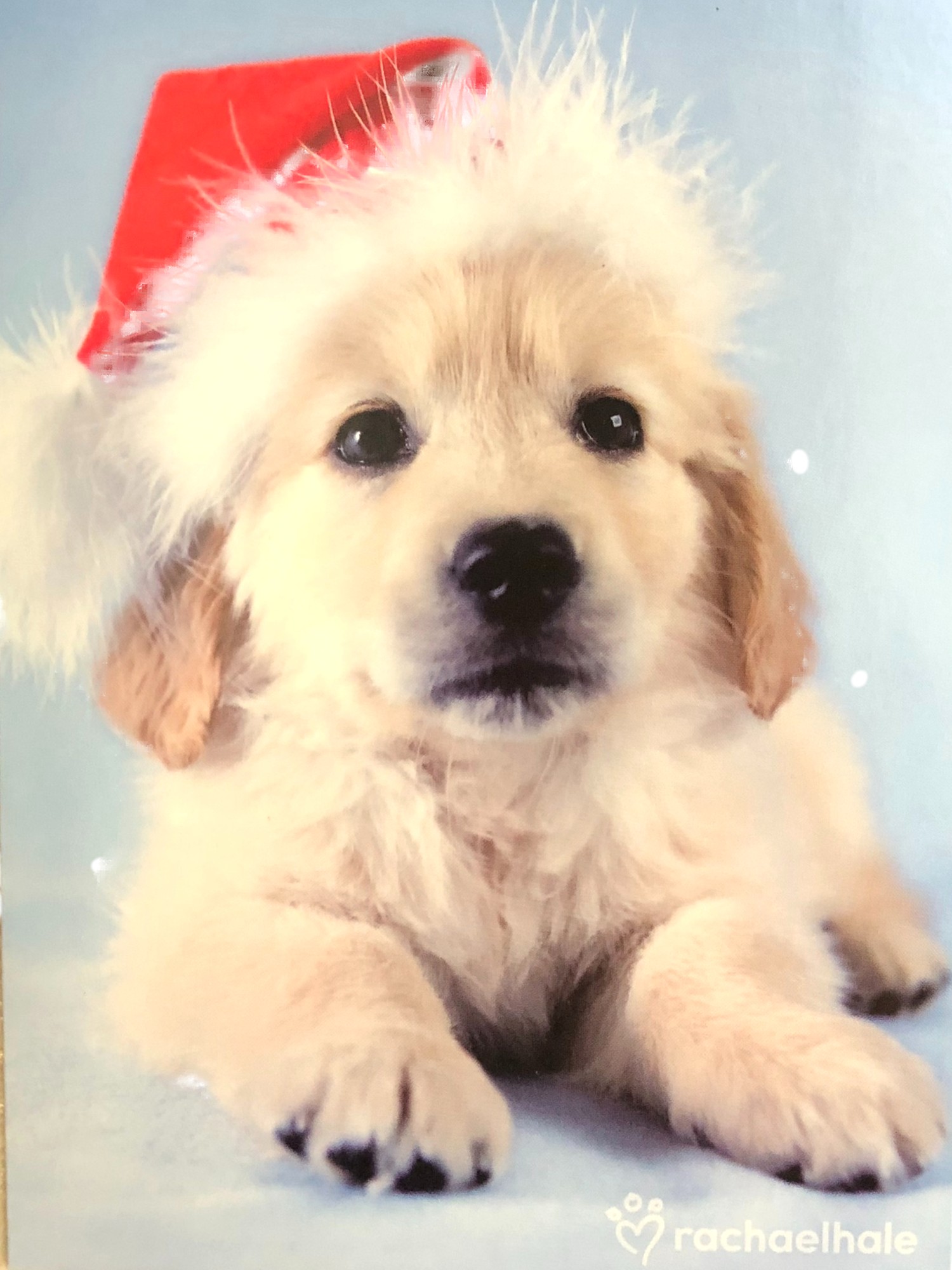 Paper Magic 18 White Lab Puppy Dog Santa Claus Holiday Christmas Cards