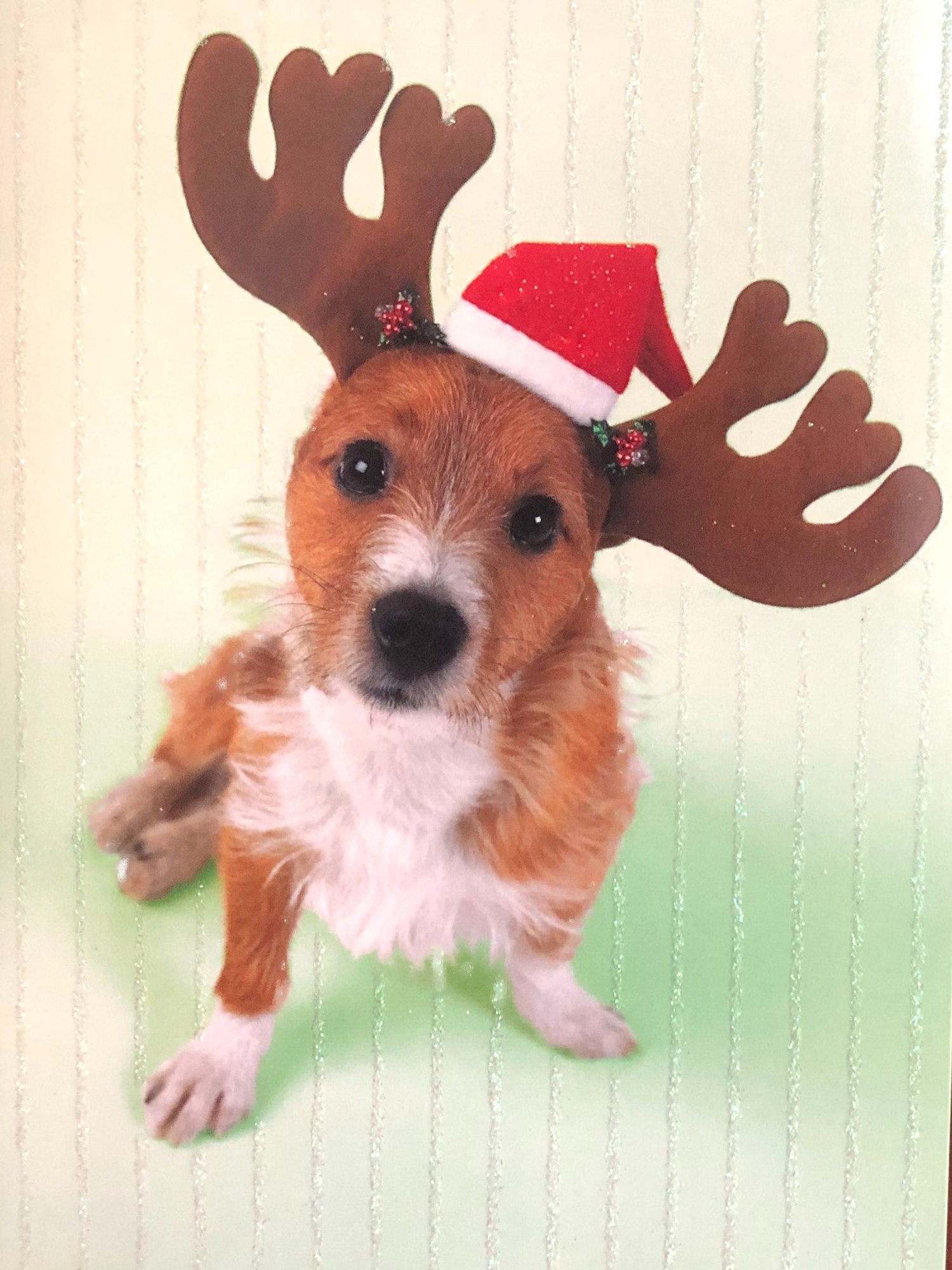 Jolly Holiday 18 Puppy Dog Reindeer Santa Hat Christmas Cards