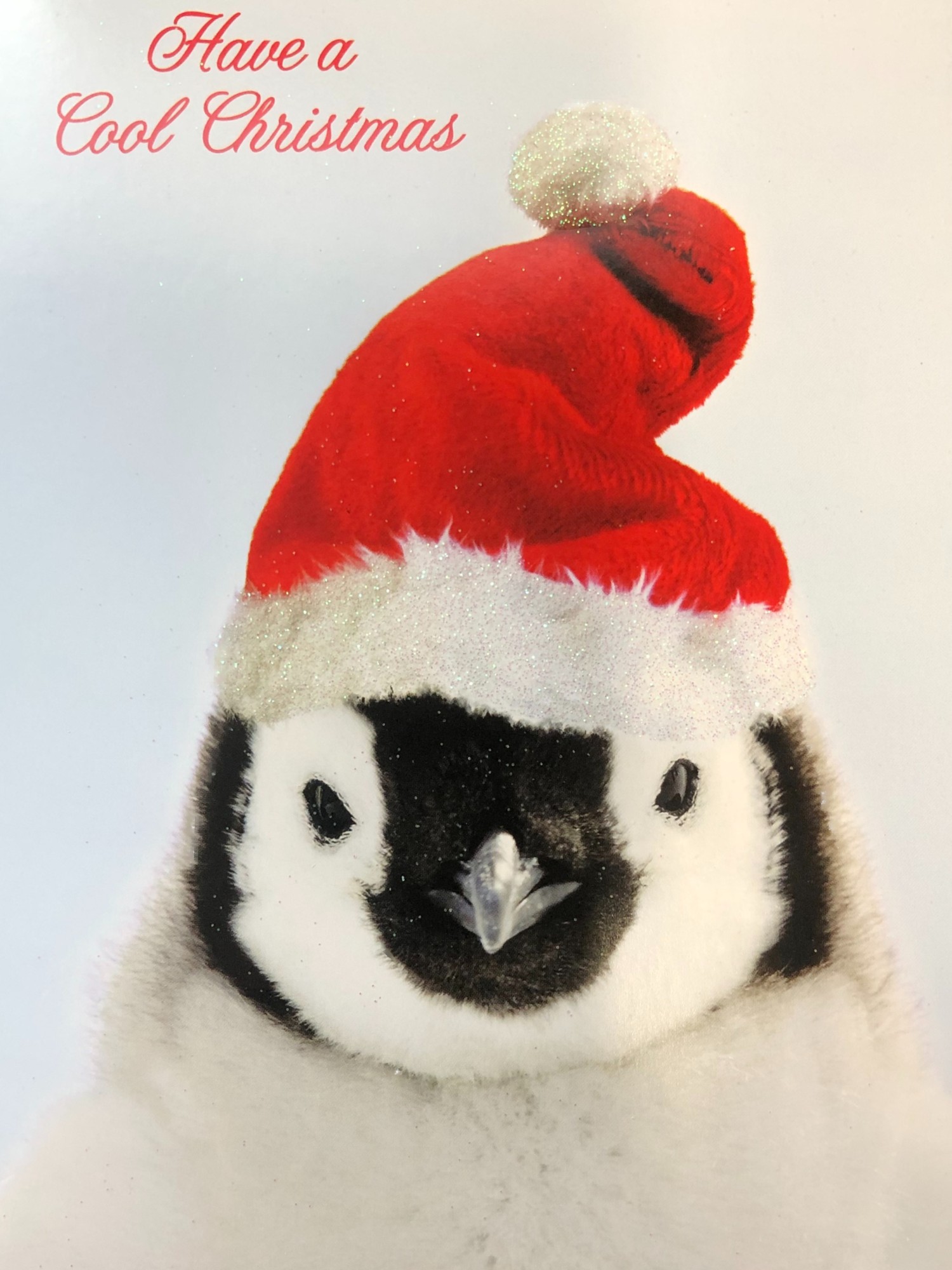 National Geographic 18 Have A Cool Christmas Penguin Christmas Cards