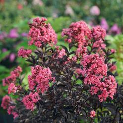 Hirt's Gardens CENTER STAGE® Coral Crapemyrtle - Lagerstroemia indica - Proven Winners - 4" Pot