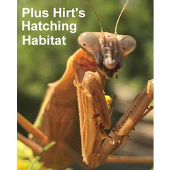 Hirt's Gardens Carolina Praying Mantis 2 Egg Cases 100 - 400 Babies with Hirt's Hatching Habitat