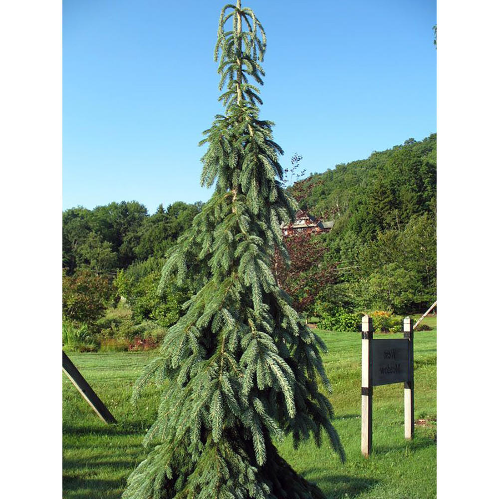 Hirt's Gardens Weeping White Spruce Tree - Picea glauca Pendula - 5.5" Pot