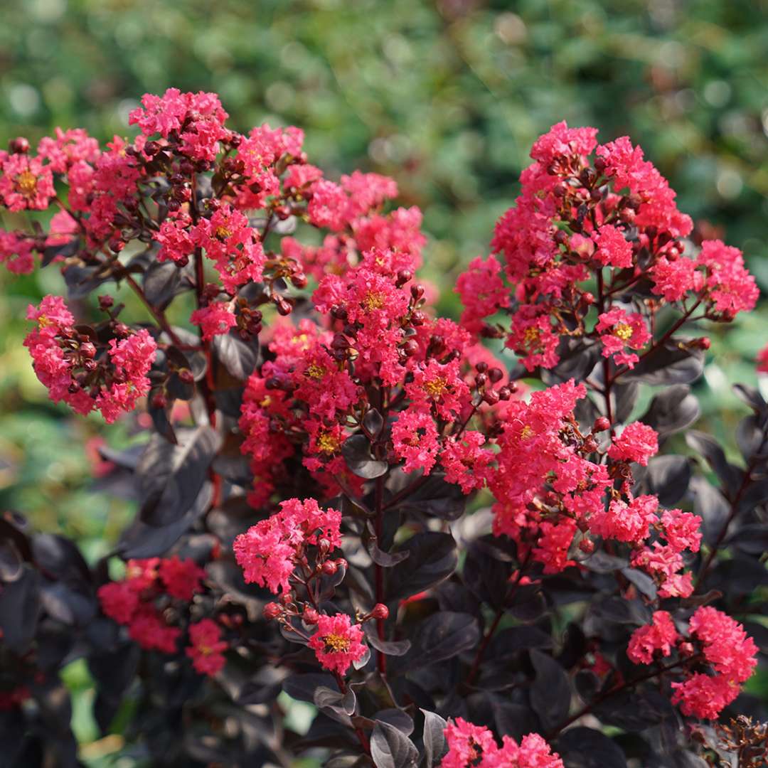 Hirt's Gardens CENTER STAGE® PINK Crapemyrtle - Lagerstroemia indica - Proven Winners - 4" Pot