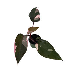 Hirt's Gardens Rare Pink Princess Philodendron - 4" Pot - Collector's Series