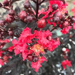 Hirt's Gardens CENTER STAGE® Red Crapemyrtle - Lagerstroemia indica - Proven Winners - 4" Pot