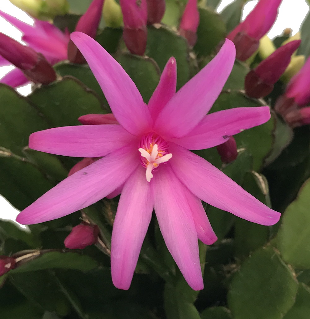Hirt's Gardens Pink Easter Cactus - Rhipsalidopsis - 6" Pot - Rare